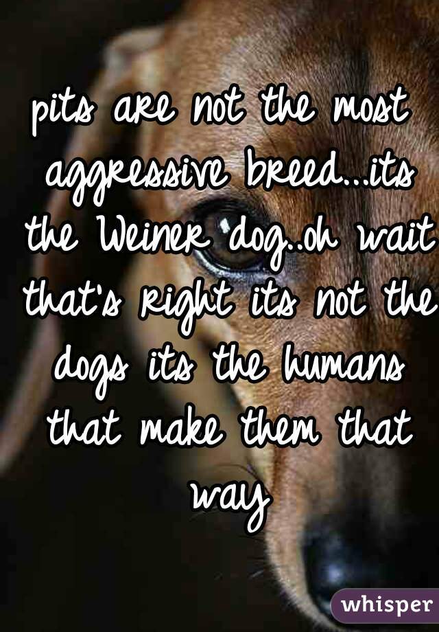 pits are not the most aggressive breed...its the Weiner dog..oh wait that's right its not the dogs its the humans that make them that way