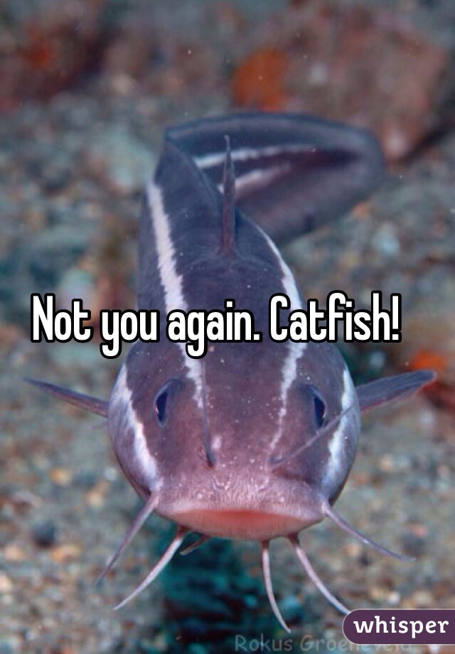 Not you again. Catfish!
