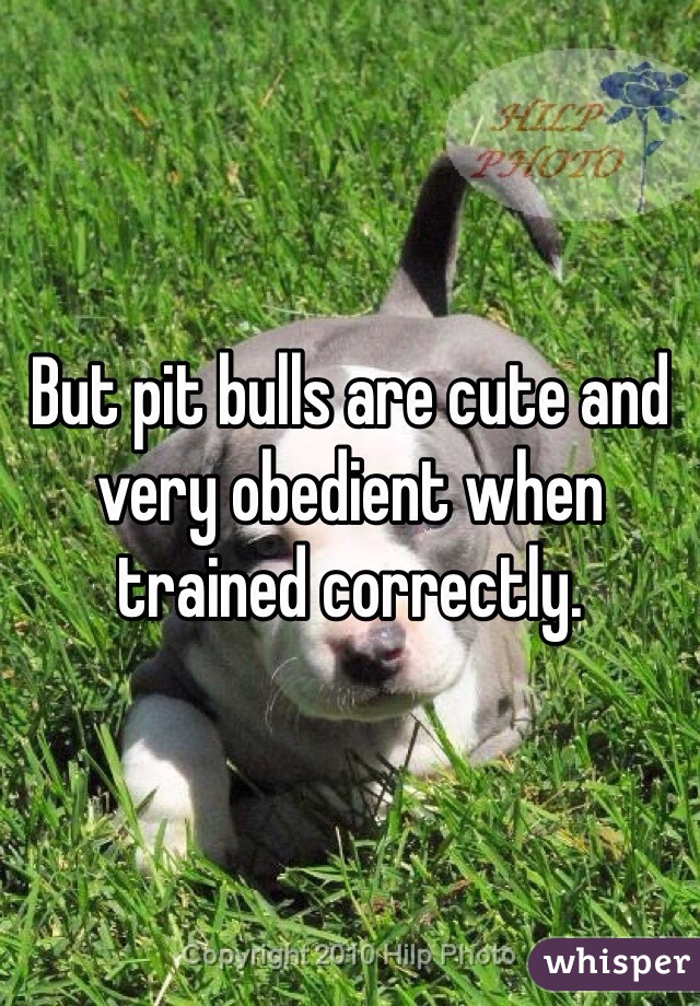 But pit bulls are cute and very obedient when trained correctly. 