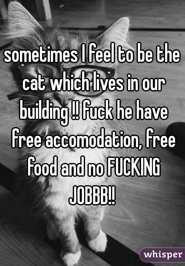 sometimes I feel to be the cat which lives in our building !! fuck he have free accomodation, free food and no FUCKING JOBBB!! 