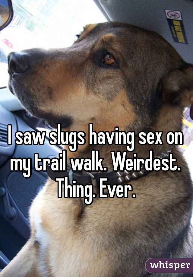 I saw slugs having sex on my trail walk. Weirdest. Thing. Ever.
