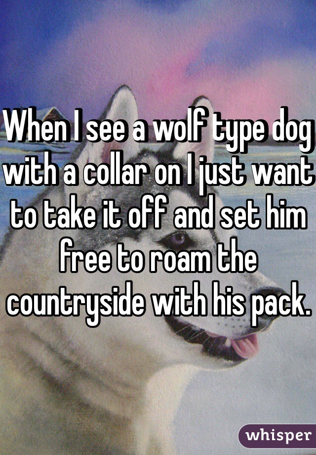 When I see a wolf type dog with a collar on I just want to take it off and set him free to roam the countryside with his pack.