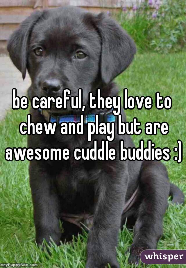 be careful, they love to chew and play but are awesome cuddle buddies :)