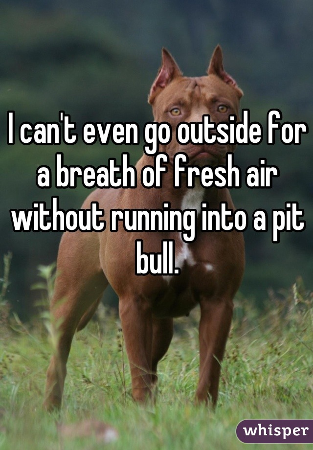 I can't even go outside for a breath of fresh air without running into a pit bull.