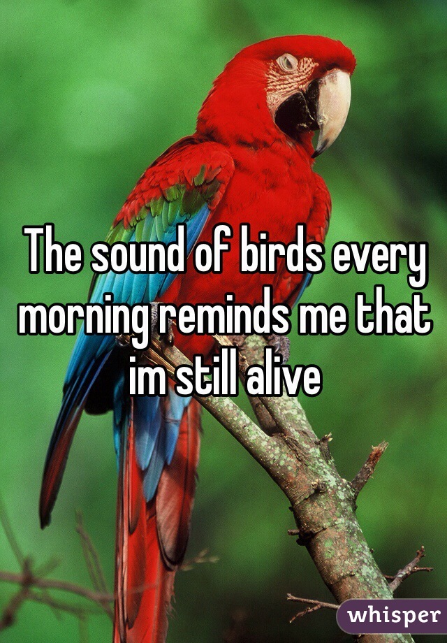 The sound of birds every morning reminds me that im still alive 