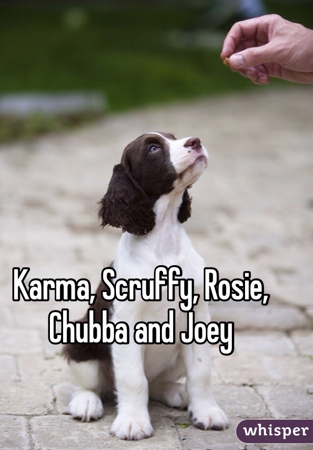 Karma, Scruffy, Rosie, Chubba and Joey