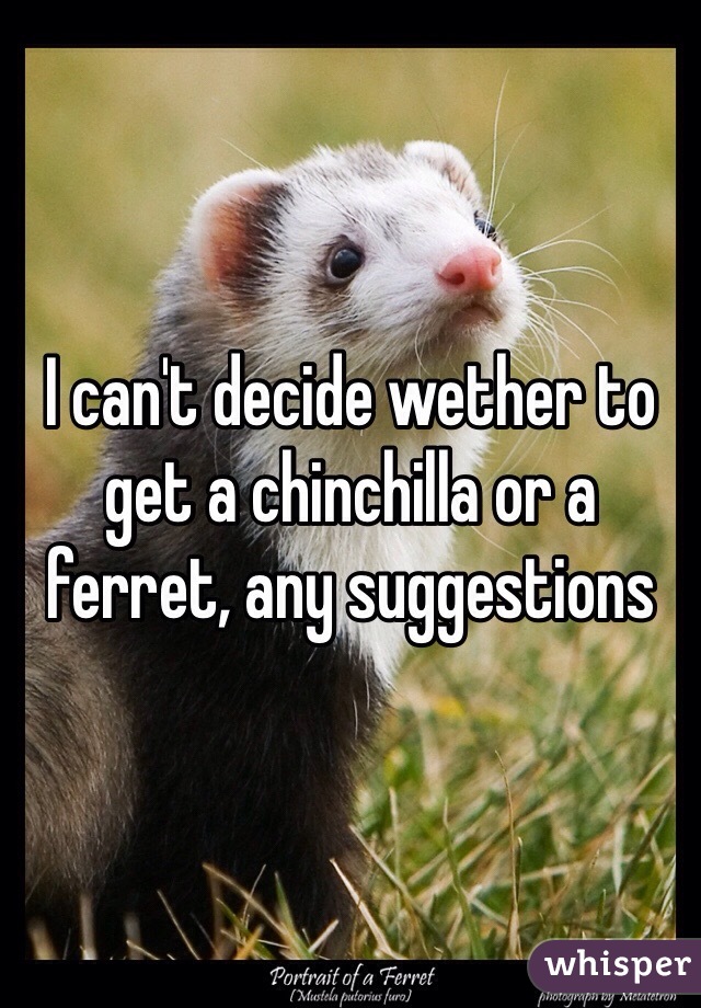 I can't decide wether to get a chinchilla or a ferret, any suggestions