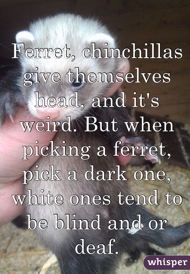 Ferret, chinchillas give themselves head, and it's weird. But when picking a ferret, pick a dark one, white ones tend to be blind and or deaf. 