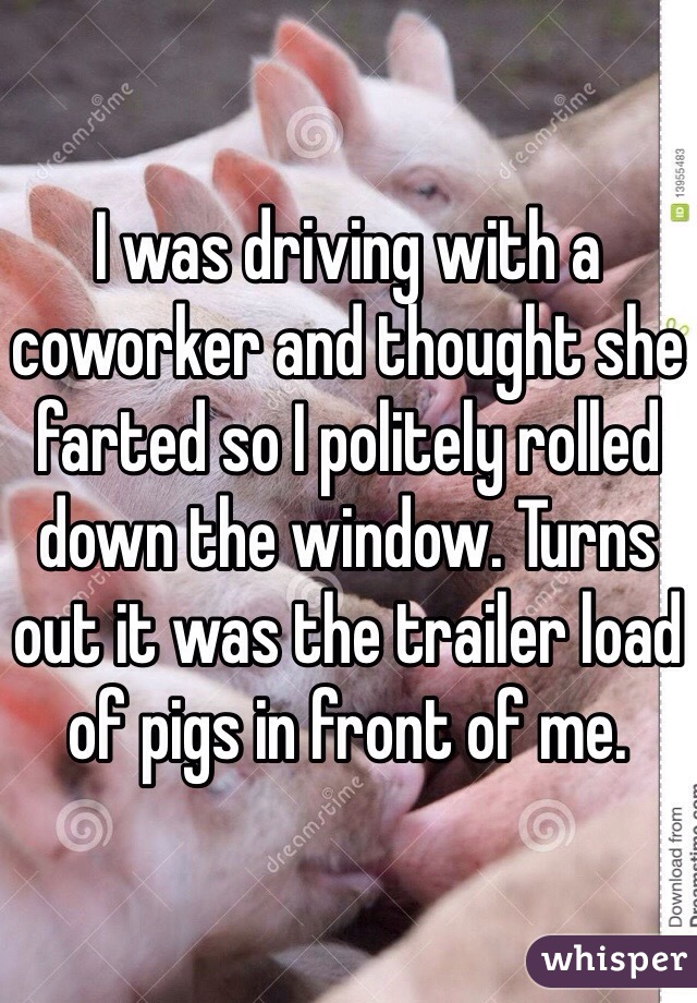 I was driving with a coworker and thought she farted so I politely rolled down the window. Turns out it was the trailer load of pigs in front of me. 