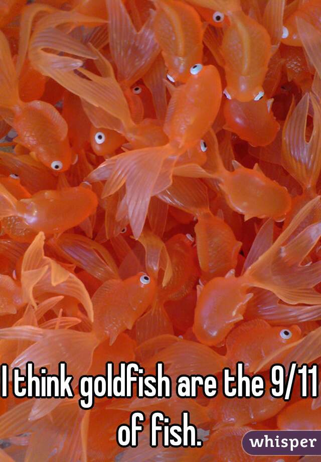 I think goldfish are the 9/11 of fish. 