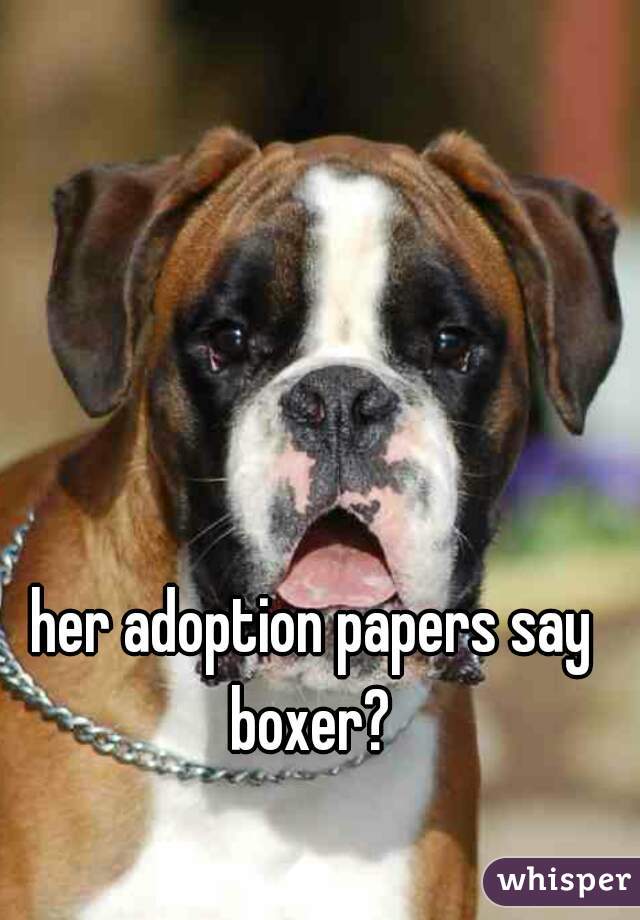 her adoption papers say boxer? 