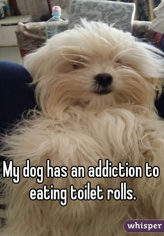 My dog has an addiction to eating toilet rolls.