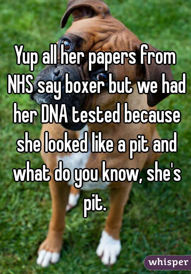 Yup all her papers from NHS say boxer but we had her DNA tested because she looked like a pit and what do you know, she's pit. 