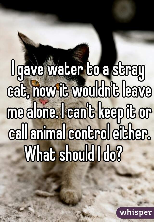 I gave water to a stray cat, now it wouldn't leave me alone. I can't keep it or call animal control either.
What should I do?   