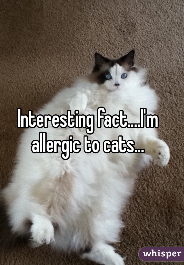 Interesting fact....I'm allergic to cats...
