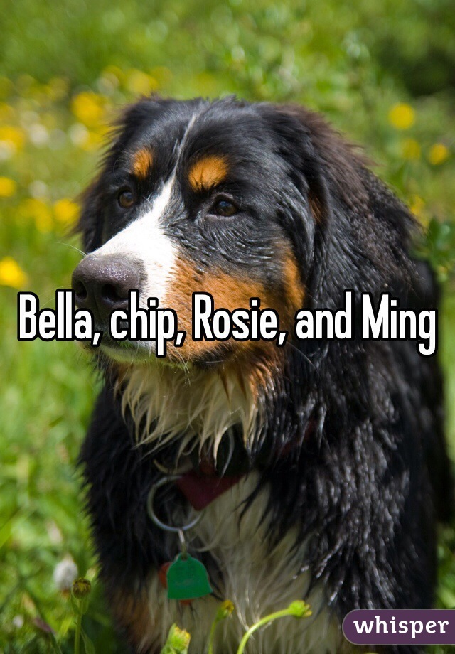 Bella, chip, Rosie, and Ming 