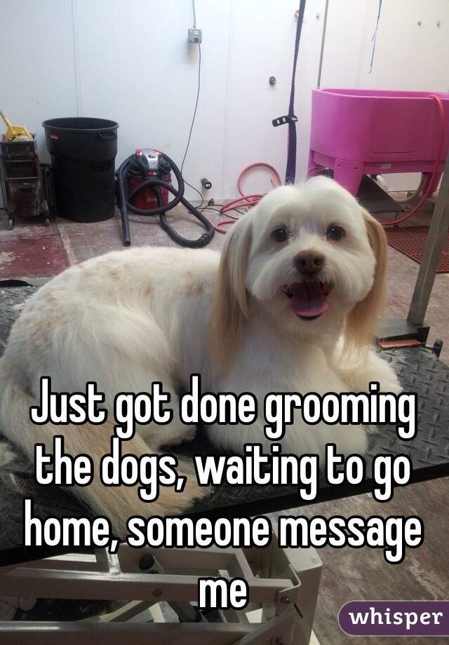 Just got done grooming the dogs, waiting to go home, someone message me