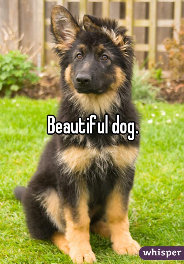 Beautiful dog.