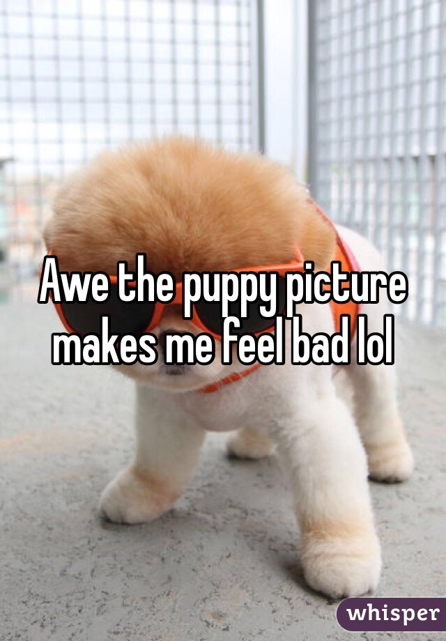 Awe the puppy picture makes me feel bad lol