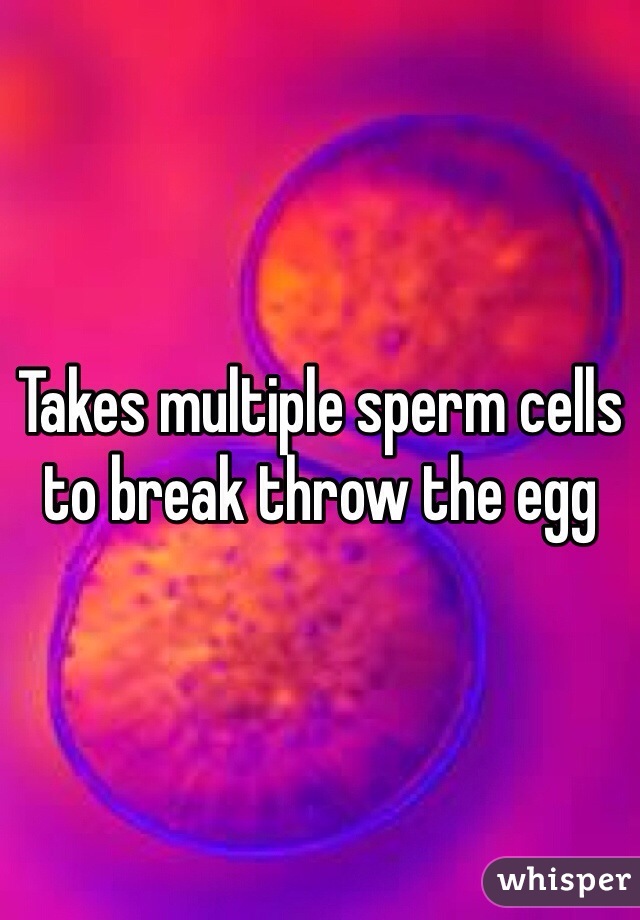 Takes multiple sperm cells to break throw the egg