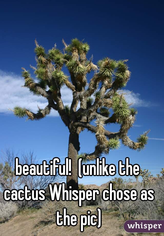 beautiful!  (unlike the cactus Whisper chose as the pic)