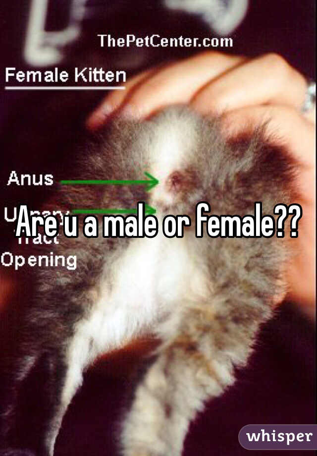 Are u a male or female??