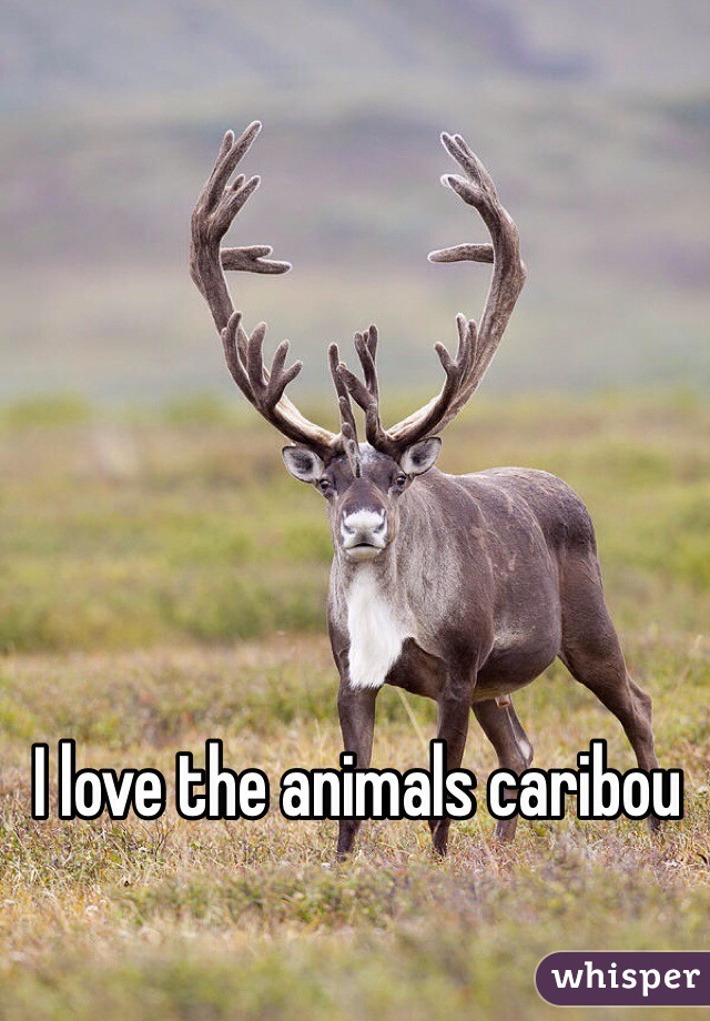 I love the animals caribou 