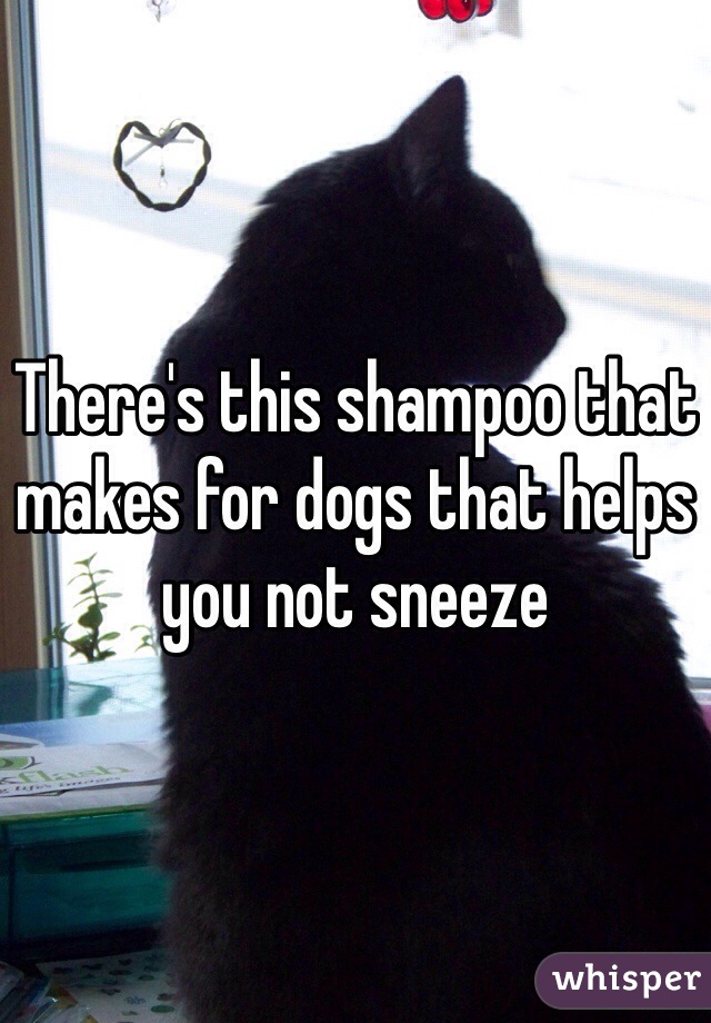 There's this shampoo that makes for dogs that helps you not sneeze