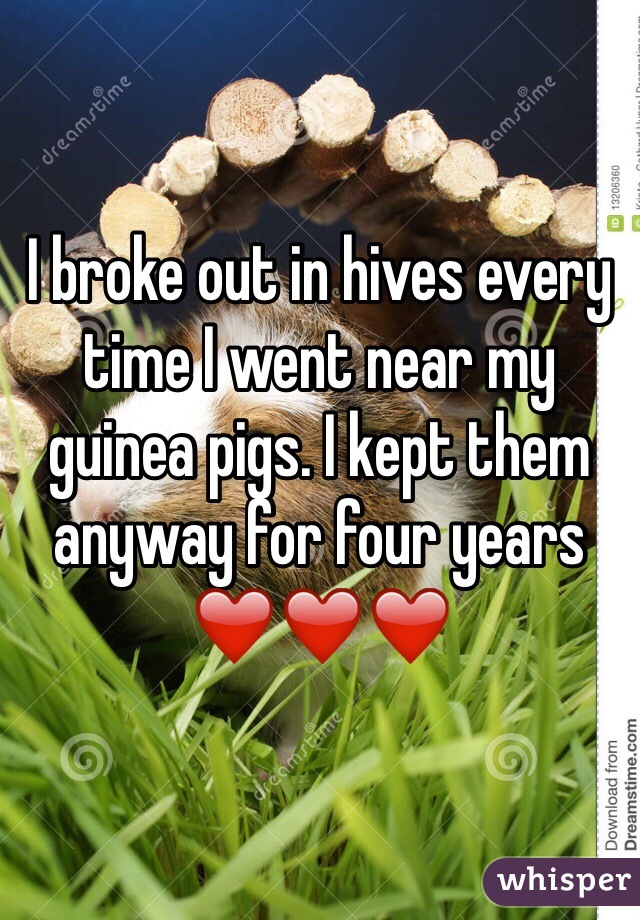I broke out in hives every time I went near my guinea pigs. I kept them anyway for four years ❤️❤️❤️
