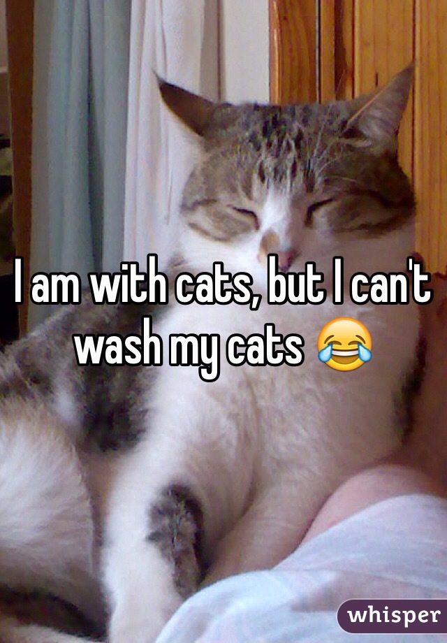I am with cats, but I can't wash my cats 😂