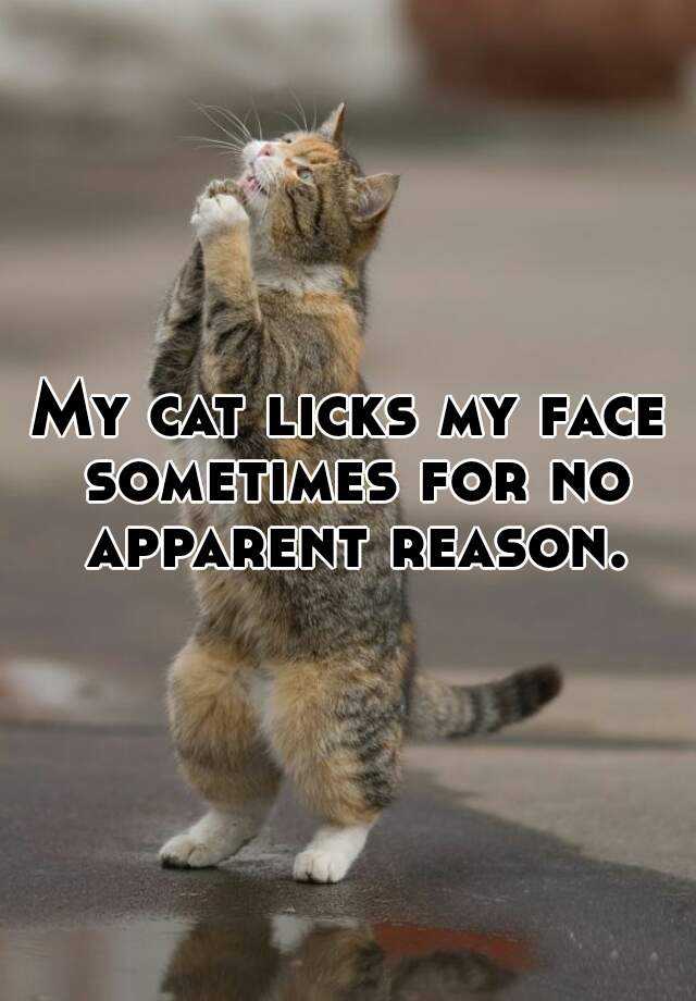 my-cat-licks-my-face-sometimes-for-no-apparent-reason