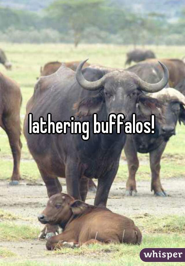 lathering buffalos!