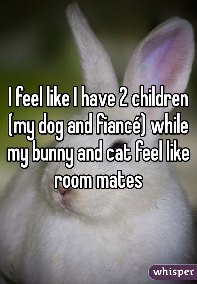 I feel like I have 2 children (my dog and fiancé) while my bunny and cat feel like room mates