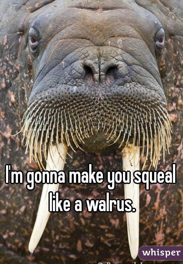 I'm gonna make you squeal like a walrus.