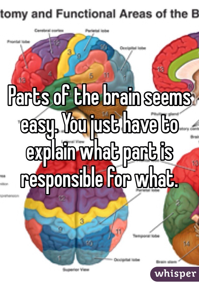 Parts of the brain seems easy. You just have to explain what part is responsible for what.