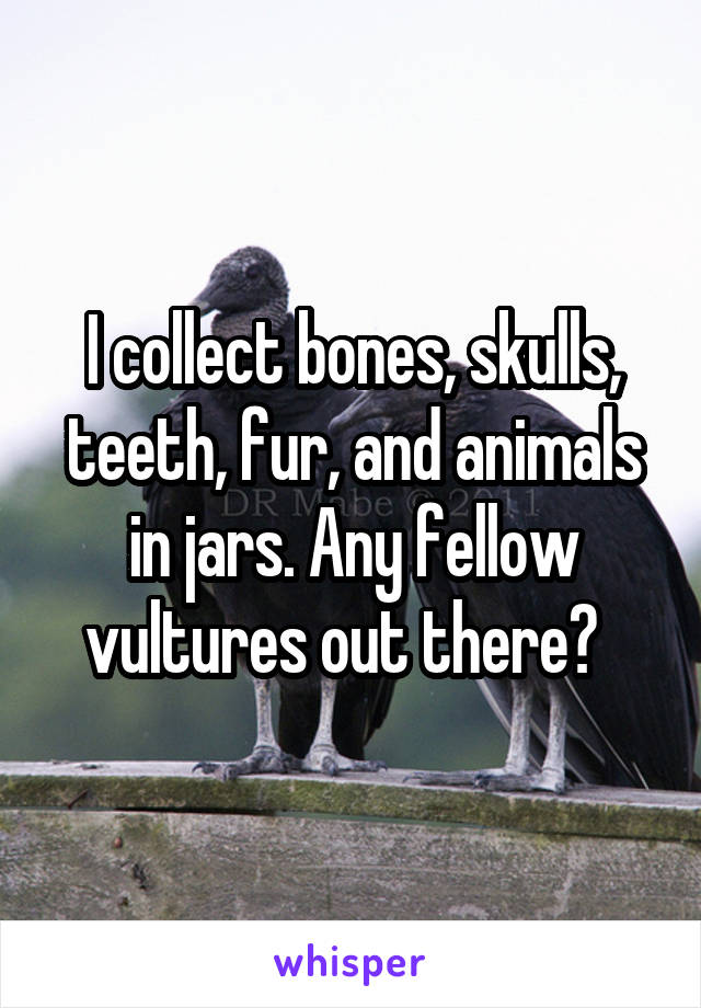 I collect bones, skulls, teeth, fur, and animals in jars. Any fellow vultures out there?  