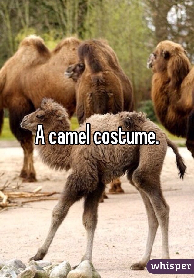 A camel costume. 