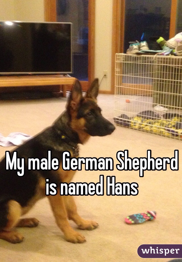 My male German Shepherd is named Hans