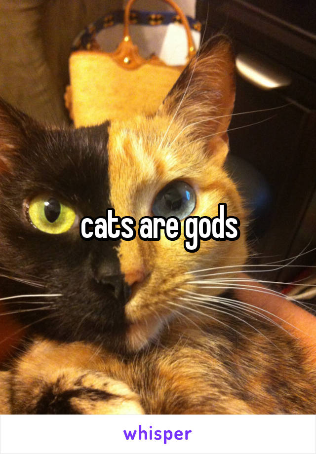 cats are gods