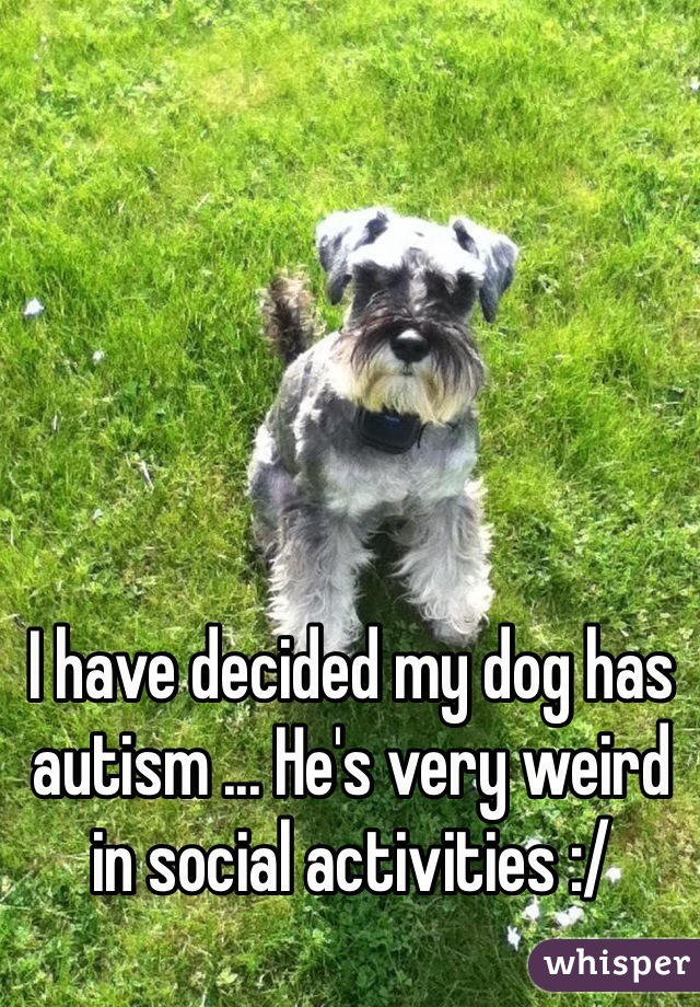 I have decided my dog has autism ... He's very weird in social activities :/ 