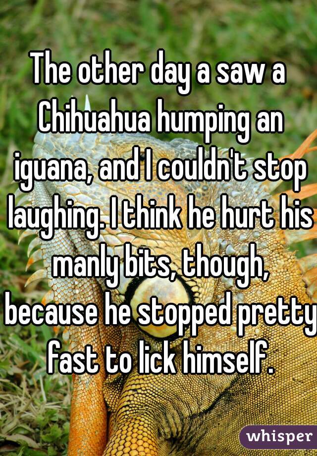 The other day a saw a Chihuahua humping an iguana, and I couldn't stop laughing. I think he hurt his manly bits, though, because he stopped pretty fast to lick himself.