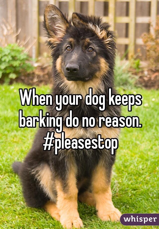 When your dog keeps barking do no reason. #pleasestop