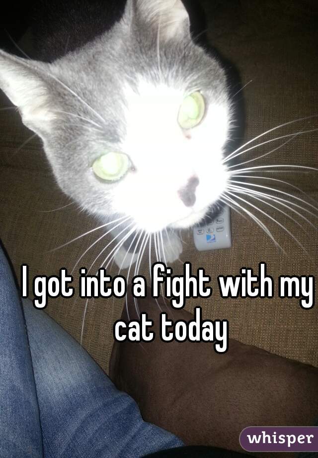 I got into a fight with my cat today
