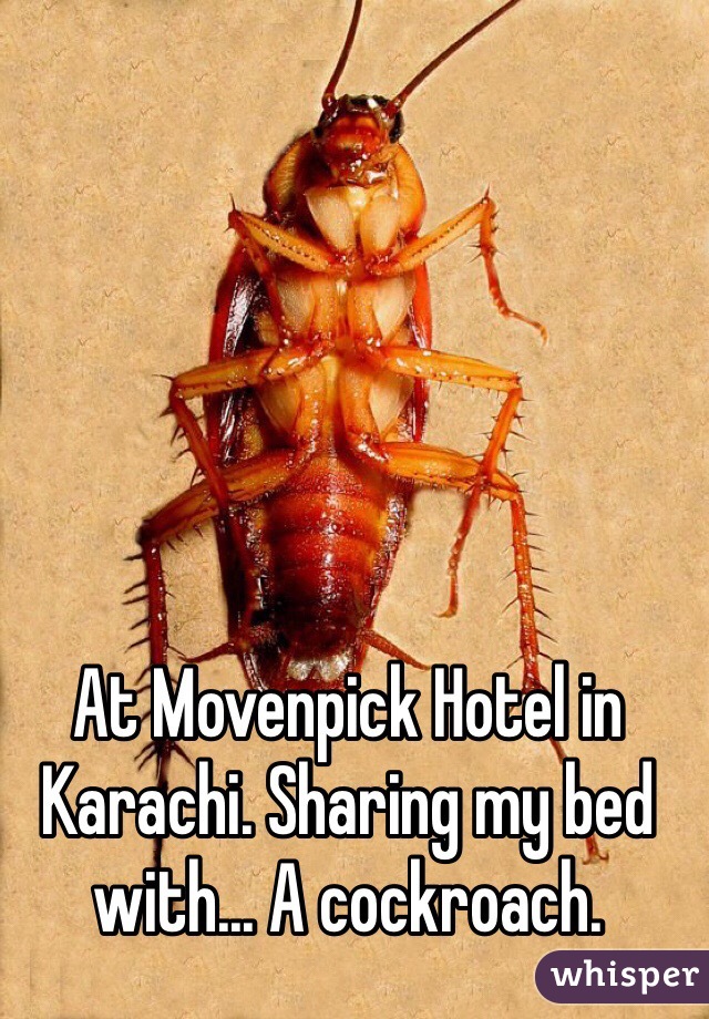 At Movenpick Hotel in Karachi. Sharing my bed with... A cockroach. 