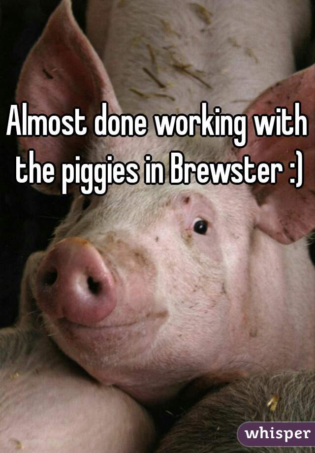 Almost done working with the piggies in Brewster :)