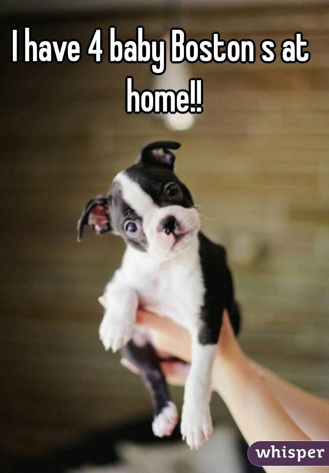 I have 4 baby Boston s at home!!
 