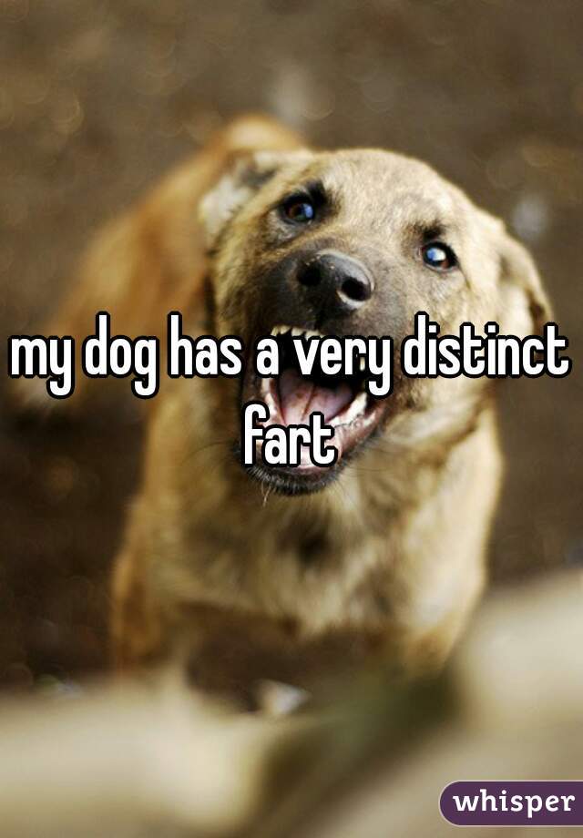 my dog has a very distinct fart 
