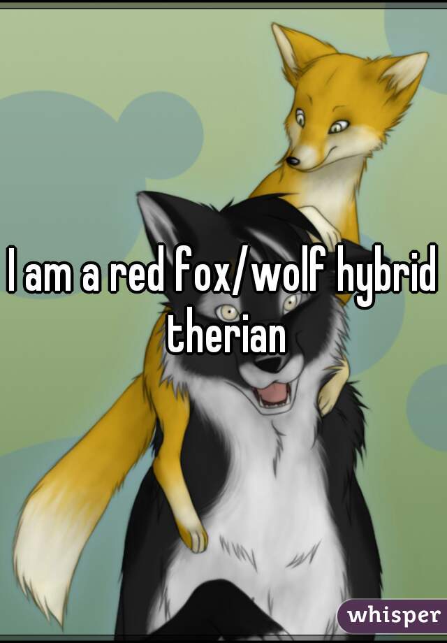 I am a red fox/wolf hybrid therian
