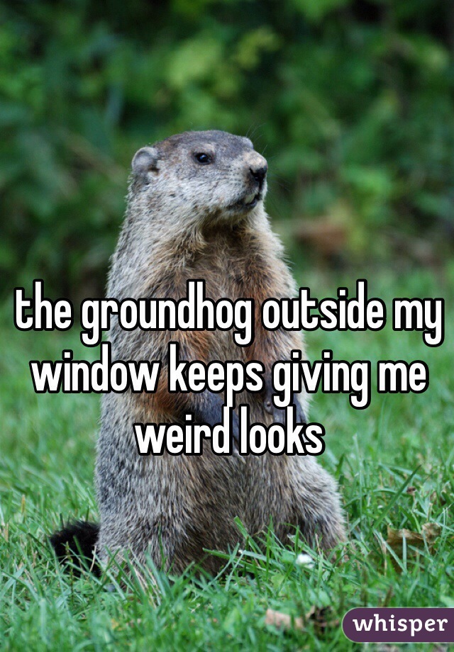 the groundhog outside my window keeps giving me weird looks