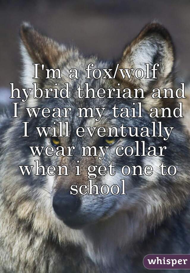 I'm a fox/wolf hybrid therian and I wear my tail and I will eventually wear my collar when i get one to school